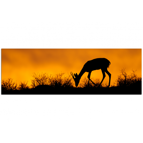 Obraz na plátně - Antilopa skákavá silueta - panoráma